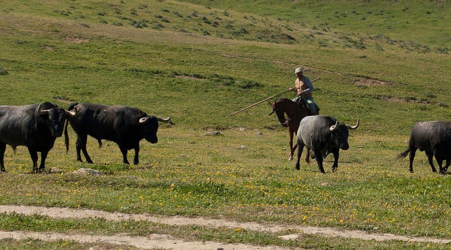 Visita a Ganaderia de Toros Bravos 