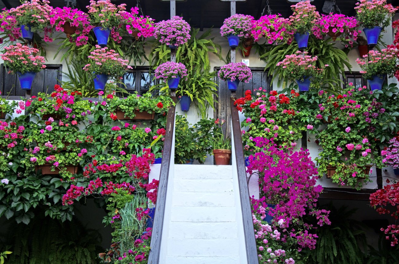 Visita a los Patios de Córdoba en concurso Visita a los Patios de Córdoba en concurso