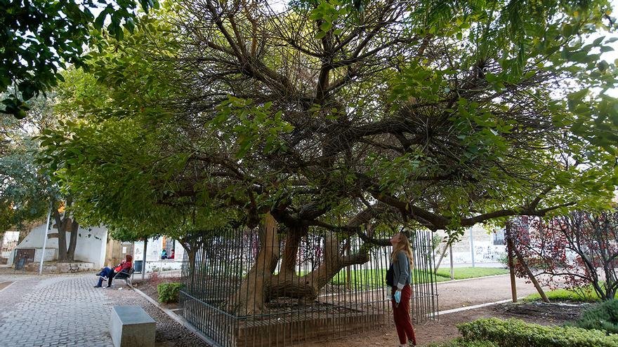 Ruta de los árboles singulares 